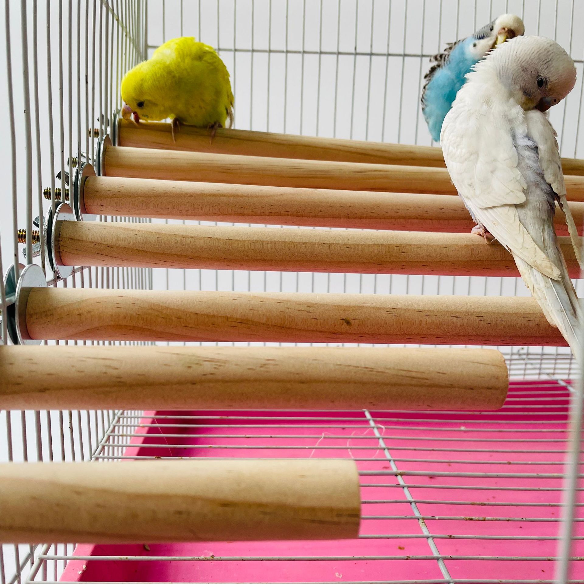 Pet X Supplies & Tack Reviews - Papagei Haustier Roh Stehen Stick Holz